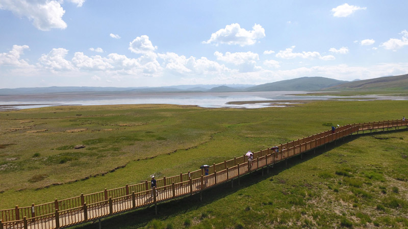 7月18日，游客在甘肃省甘南藏族自治州碌曲县尕海湖湿地游览。