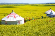 甘肃省张掖市民乐县种植的十万亩油菜花进入盛花期