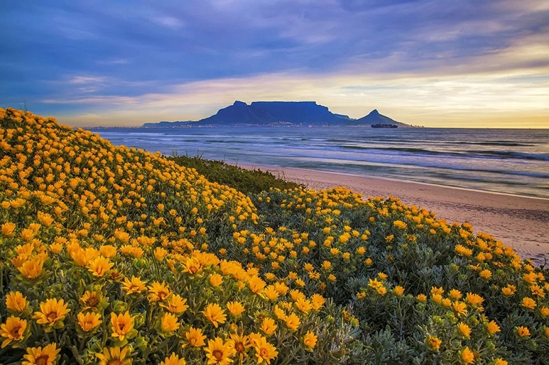 南非桌山远眺