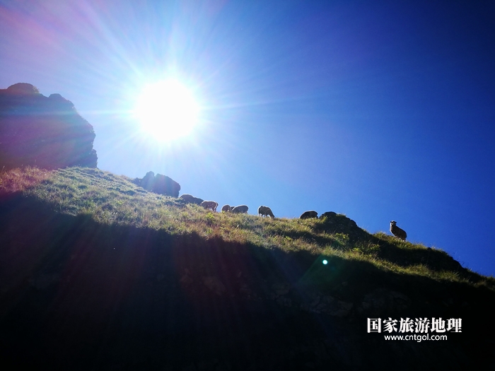 阳光下，大海草山上自由的羊群。