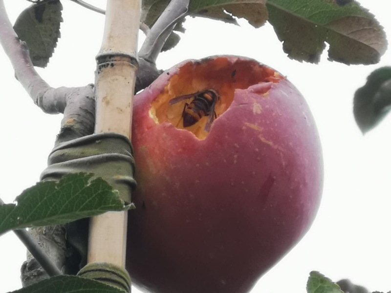 苹果香引得蜜蜂来。