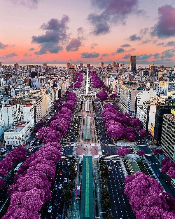 布宜诺斯艾利斯街头盛开的蓝花楹