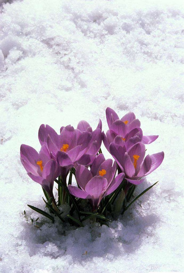 雪中怒放的花朵