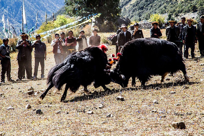 西藏斗牛