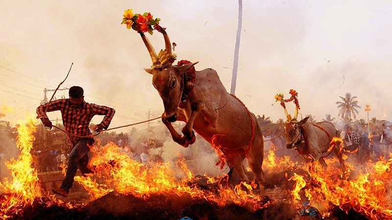印度节日仪式残忍村民逼迫牛盛装打扮穿过火海,为求好运