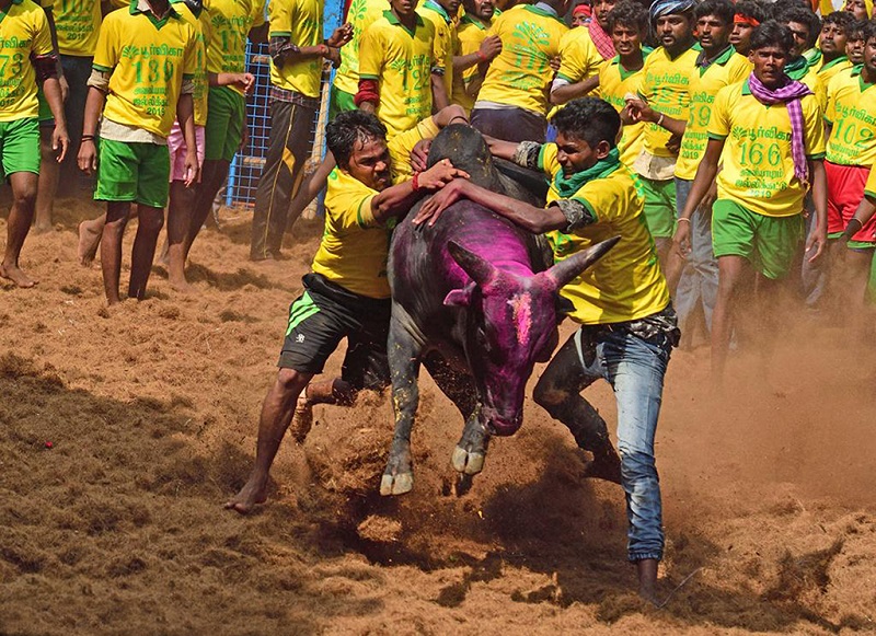 印度泰米尔举行传统驯牛节