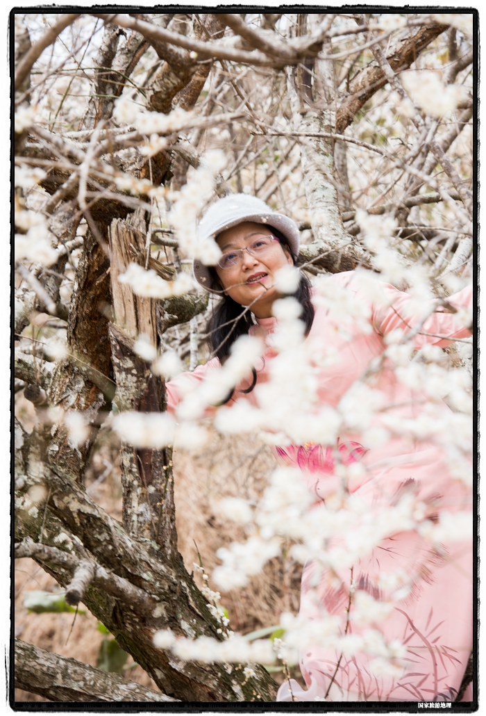 15、2021年1月13日，游客在苍梧县狮寨镇古东村欣赏雪白的青梅花。（何华文）