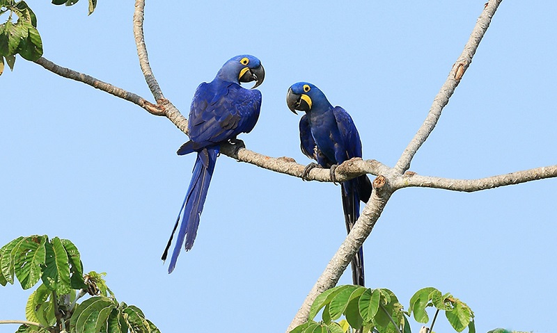 巴西潘塔纳尔蓝色金刚鹦鹉
