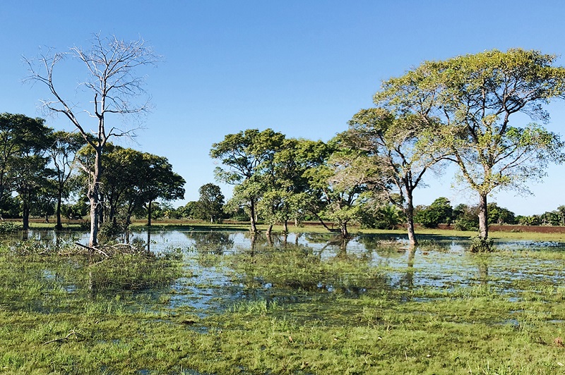 巴西潘塔纳尔湿地