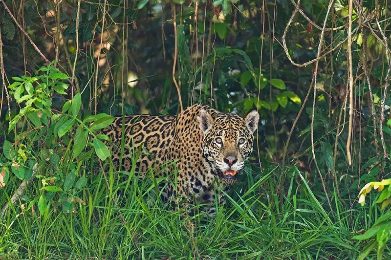 巴西潘塔纳尔湿地的美洲豹