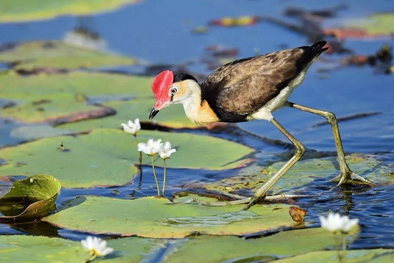 巴西湿地水禽在觅食