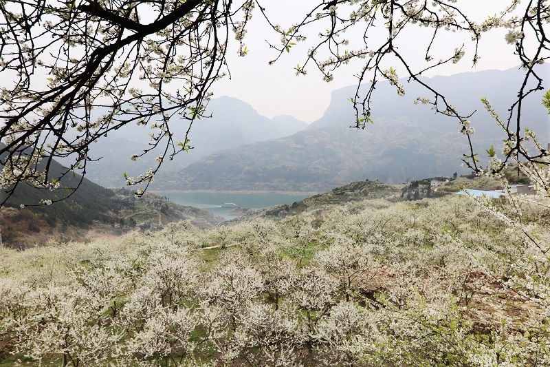 图14：三峡李院所在邻村柑园脆李花海   唐探峰摄