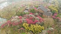 浙江杭州西溪湿地梅花进入盛花期，花海景色迷人
