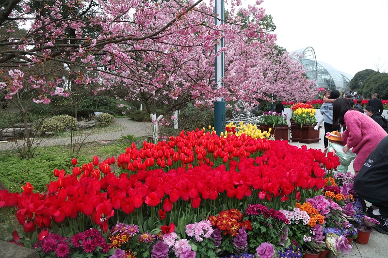 图1：重庆南山植物园郁金香与梅桃争艳。唐探峰摄