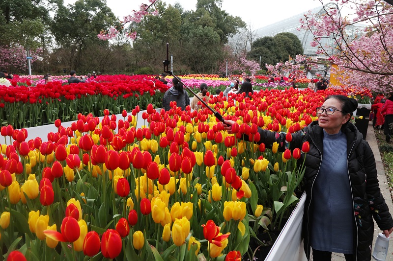 图2：重庆南山植物园花卉火红迎客。唐探峰摄