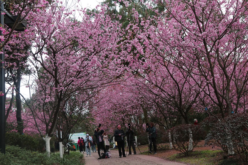 图5：重庆南山花卉树林鸟语花香，引来游客摄影师摄鸟景。唐探峰摄