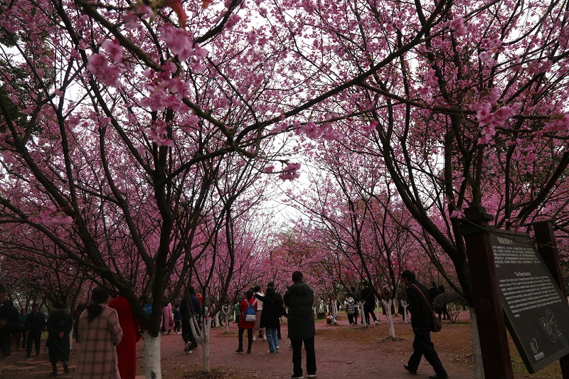 图13：重庆南山公园幽深飘香的花树林成为游客好玩的仙境。唐探峰摄