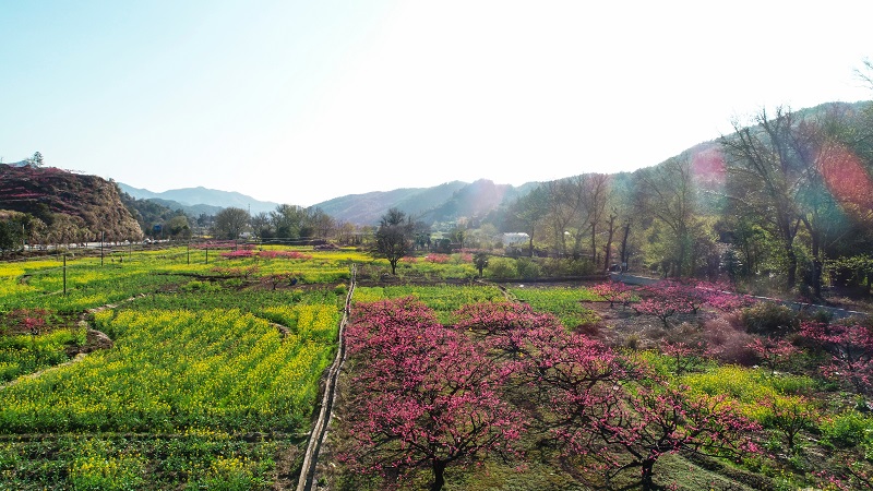 桃红油菜花共赏时。