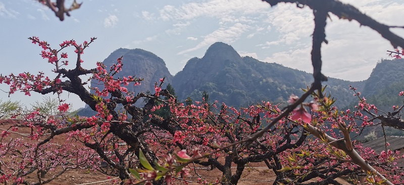 桃花映衬着龙南名胜风景小武当山。