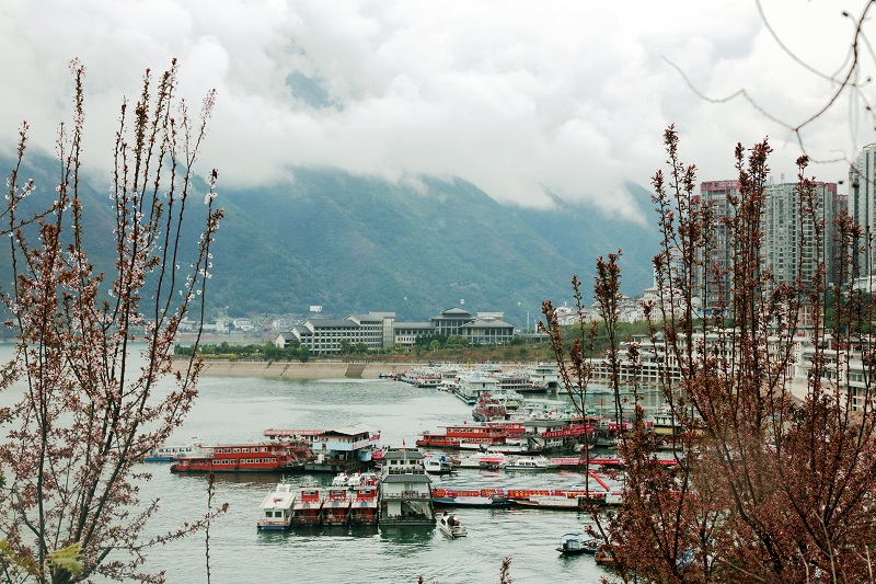 图4：重庆巫山彩云花卉扮靓客运码头。唐探峰摄