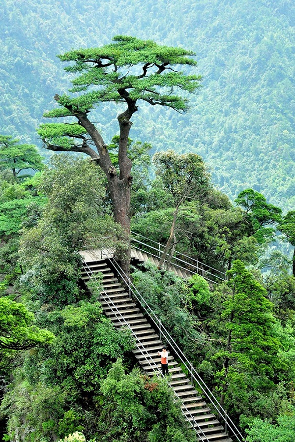 郴州莽山植被