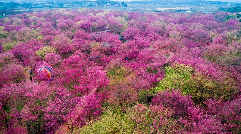 郴州市桂阳樱花园