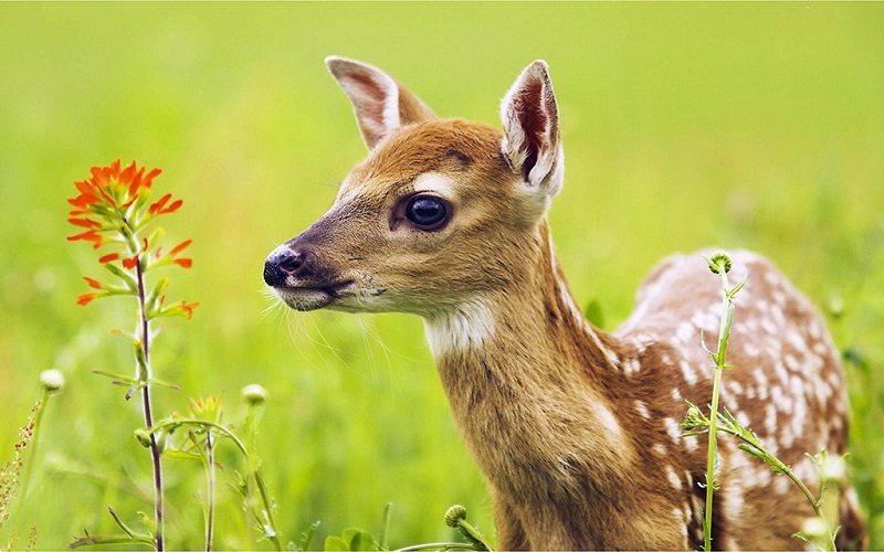 莽山可爱的梅花鹿仔