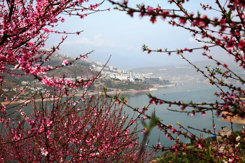 图8：中国最美城市巫山寓于绿水花海中。唐探峰摄