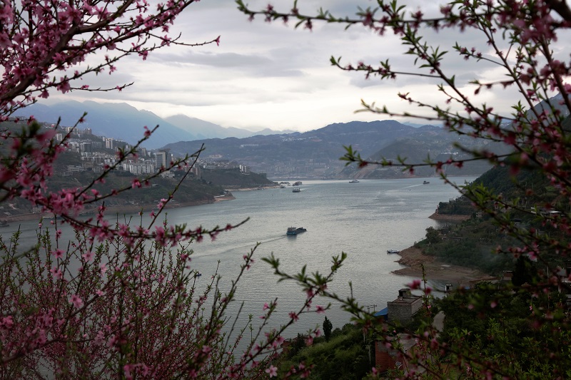 图4：数艘画舫竞航在高峡平湖花园。唐探峰摄