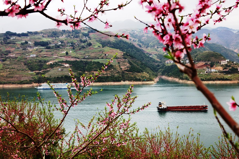 图5：游轮货船齐骋在百里花海长廊桃花园。唐探峰摄