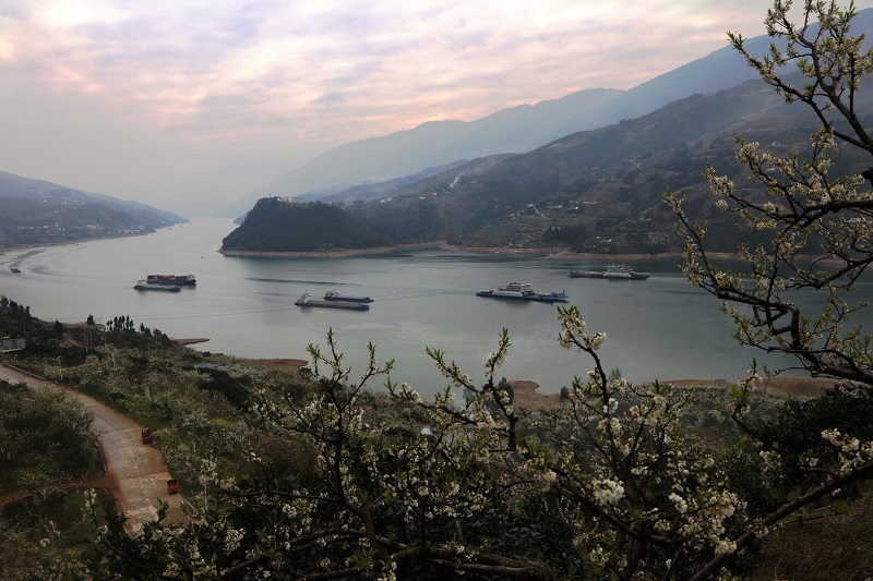 图7：三峡百舸竞流争春光，10余艘物流船航行在花海长廊。唐探峰摄