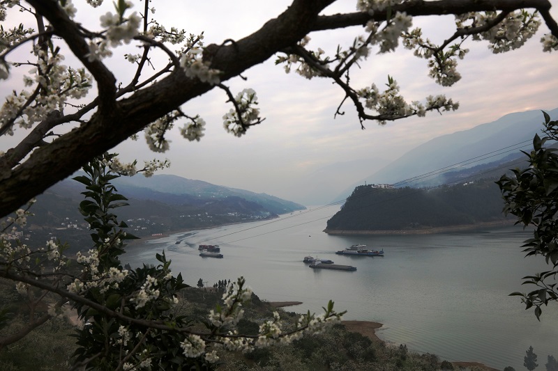 图8：数只物流船舶上航在三峡最美花果之乡曲尺。唐探峰摄