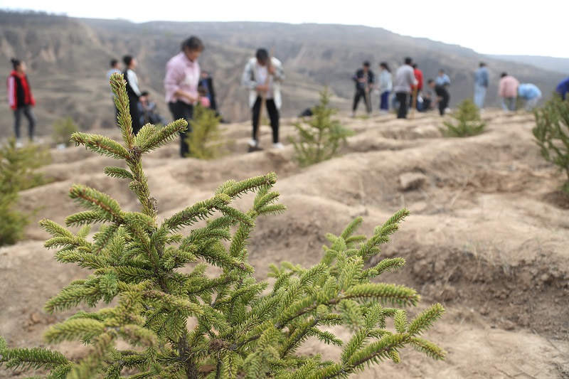 10——师生在山坡上种植绿化苗木。