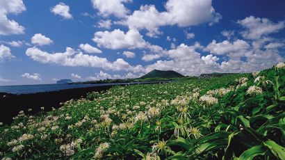 春暖花开济州岛（图）