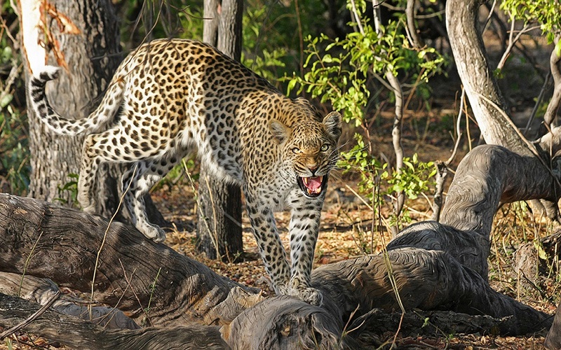 宝天曼自然保护区内的野生金钱豹