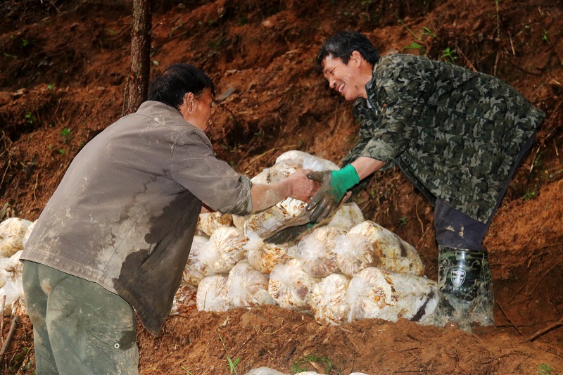 2021年3月28日，贵州省从江县加勉乡党扭村种植户在搬运林下灵芝菌包