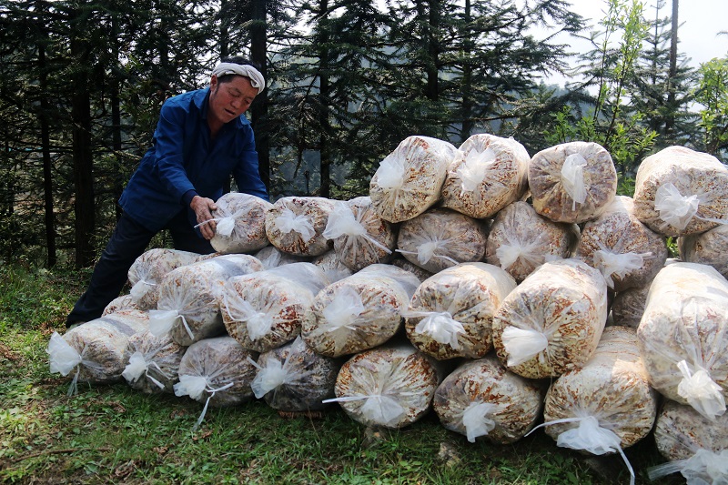 2021年4月1日，贵州省从江县加勉乡一农户在堆放灵芝菌包