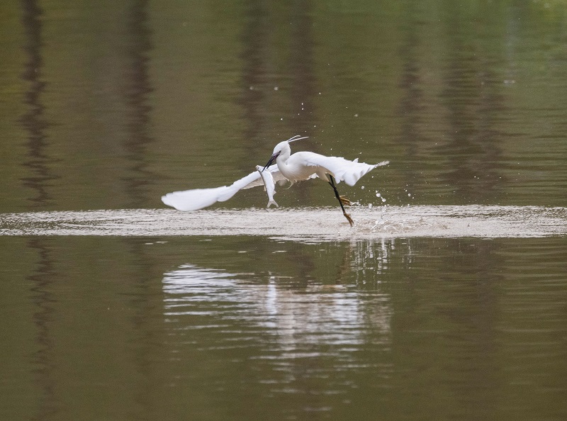 1、2021年4月5日，在广西壮族自治区梧州市玫瑰湖湿地公园拍摄正在湖上觅食的白鹭。