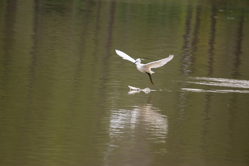 4、2021年4月5日，在广西壮族自治区梧州市玫瑰湖湿地公园拍摄正在湖上觅食的白鹭。