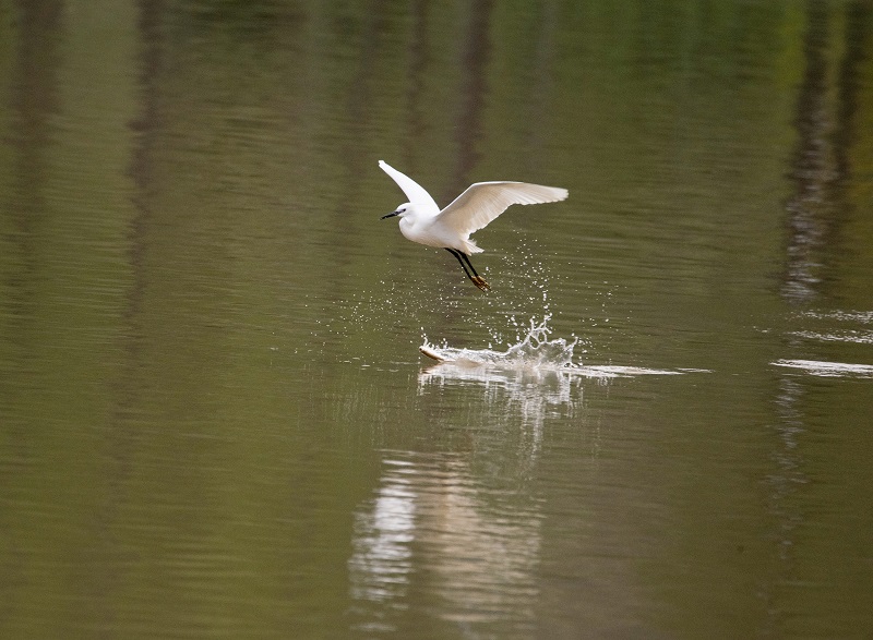 5、2021年4月5日，在广西壮族自治区梧州市玫瑰湖湿地公园拍摄正在湖上觅食的白鹭。