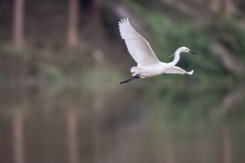 6、2021年4月5日，在广西壮族自治区梧州市玫瑰湖湿地公园拍摄正在飞翔的白鹭。