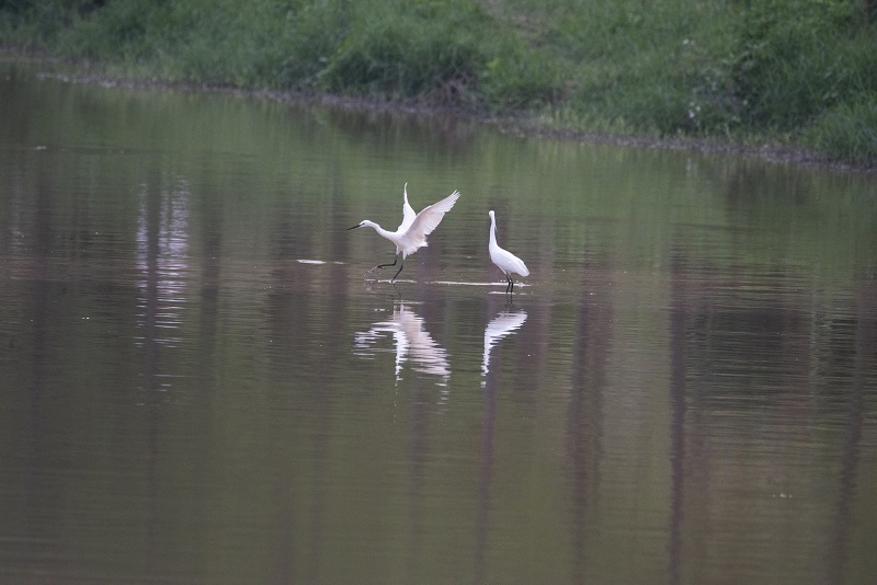 7、2021年4月5日，在广西壮族自治区梧州市玫瑰湖湿地公园拍摄正在湖上觅食的白鹭。