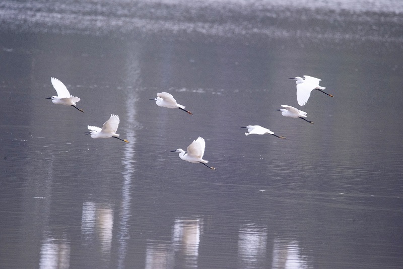 8、2021年4月5日，在广西壮族自治区梧州市玫瑰湖湿地公园拍摄正在湖上飞翔的白鹭。