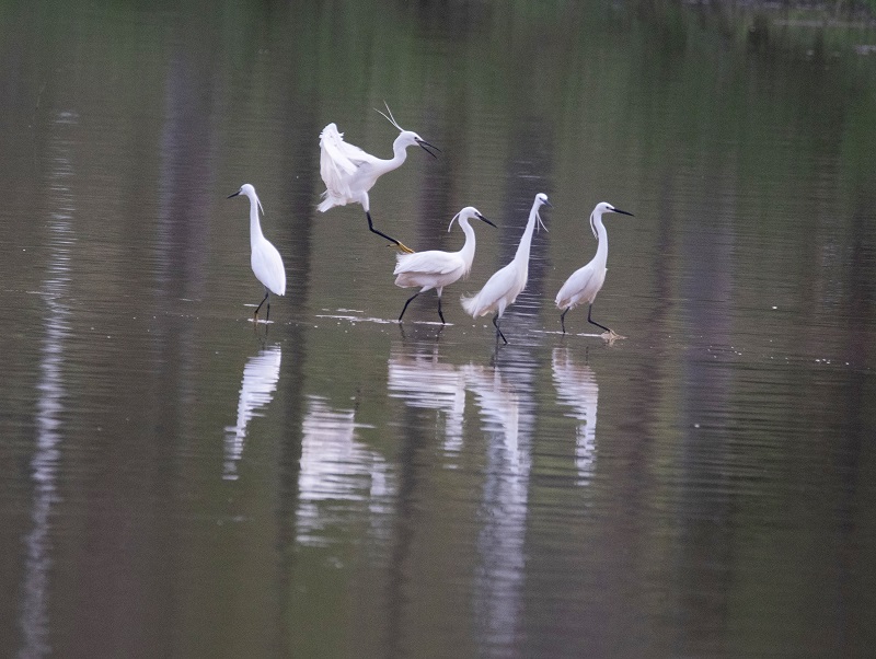 9、2021年4月5日，在广西壮族自治区梧州市玫瑰湖湿地公园拍摄正在湖上觅食的白鹭。