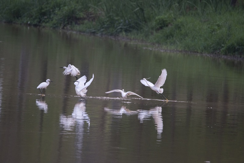 12、2021年4月5日，在广西壮族自治区梧州市玫瑰湖湿地公园拍摄正在湖上飞翔的白鹭。