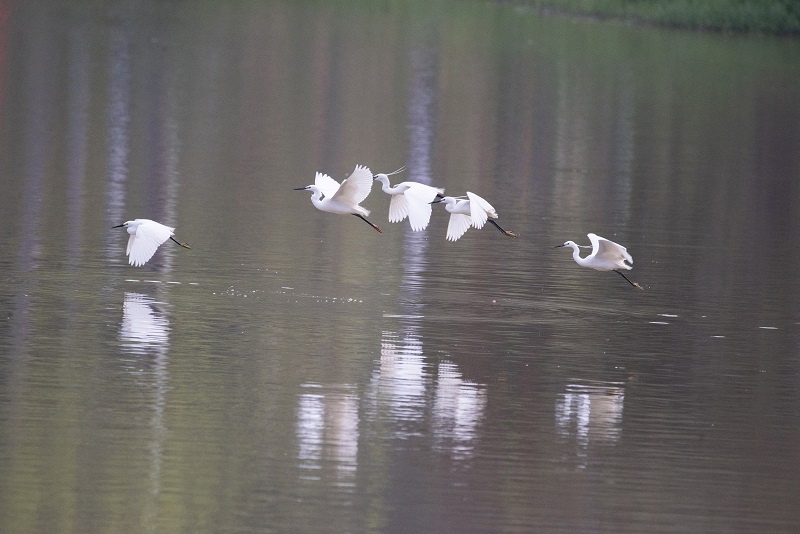 13、2021年4月5日，在广西壮族自治区梧州市玫瑰湖湿地公园拍摄正在湖上飞翔的白鹭。