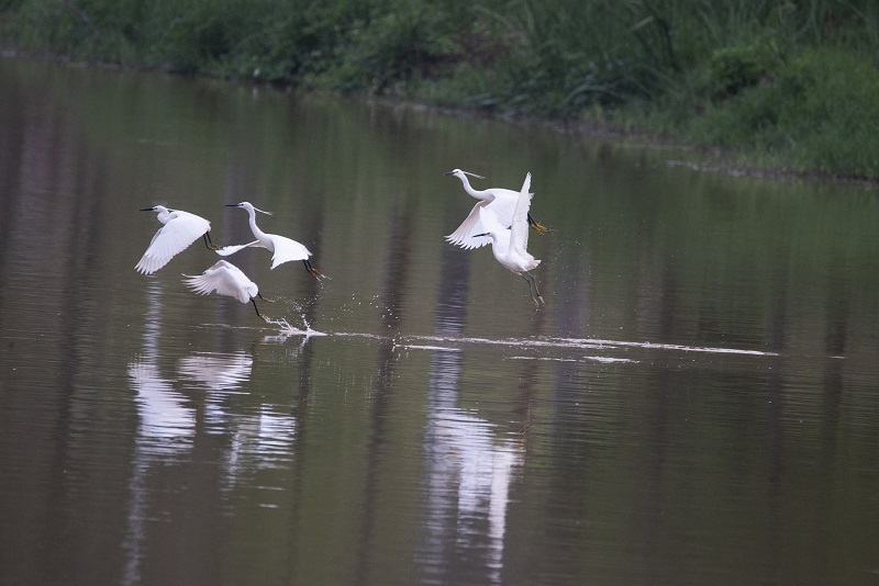 14、2021年4月5日，在广西壮族自治区梧州市玫瑰湖湿地公园拍摄正在湖上飞翔的白鹭。