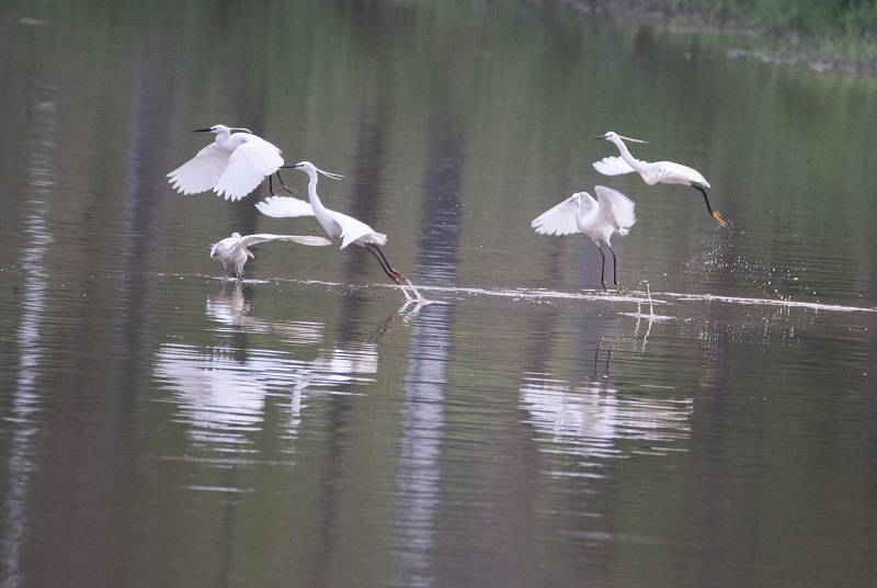 15、2021年4月5日，在广西壮族自治区梧州市玫瑰湖湿地公园拍摄正在湖上飞翔的白鹭。