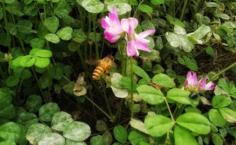 花虽小，却是蜜蜂的最爱“饮料”。