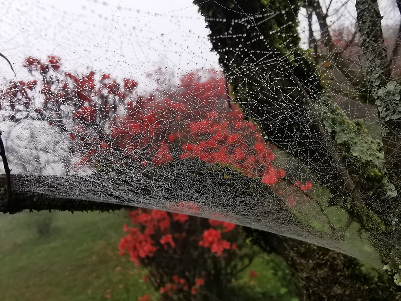 晨雾里的蜘蛛“网红”